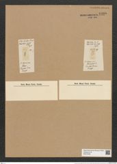 Tetracyclus lacustris Ralfs (de-Toni-Nr.: Genus 90, Species 3009) Zeichnungen Sammlung Grunow Nr. 6106 (NHMW-BOT-W0374639)